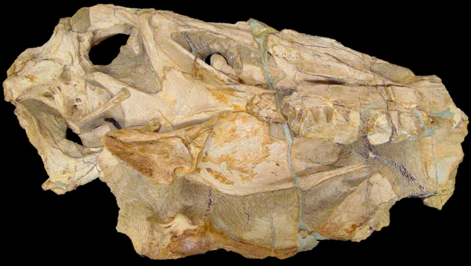 Irritator_fossil_Secitece-1536×869