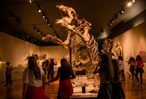 Museu_Zoologia_Visita_Alunos_182-19_foto-Cecília-Bastos-10-498×337